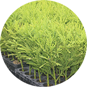 植林